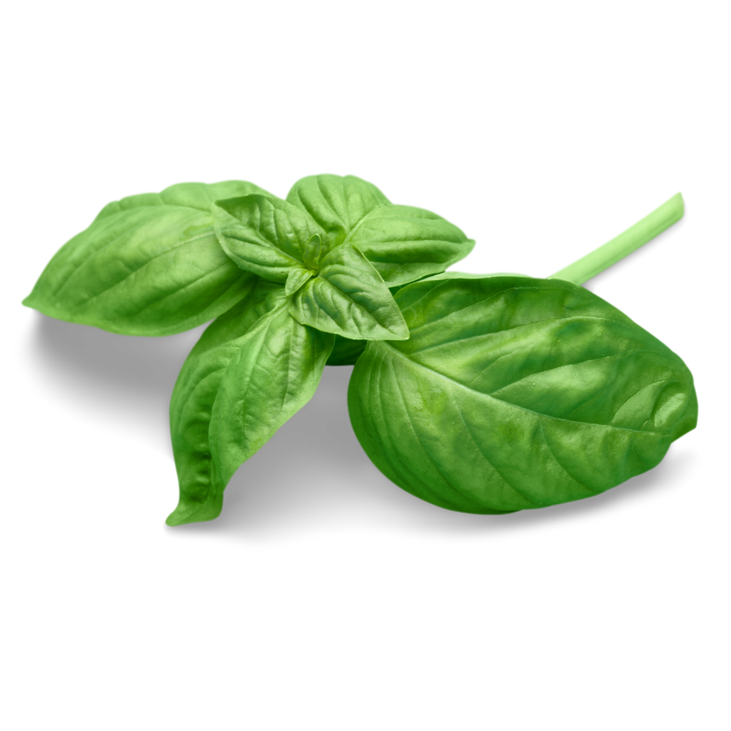 Alfàbrega Verda ECO