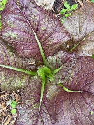 Mostassa Llissa Morada ECO