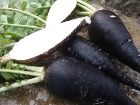 Rave Negre ECO