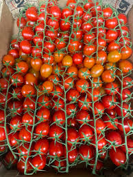 Tomàquet Xerry Branca ECO