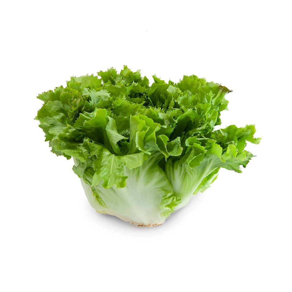 Escarola Fulla Llisa ECO