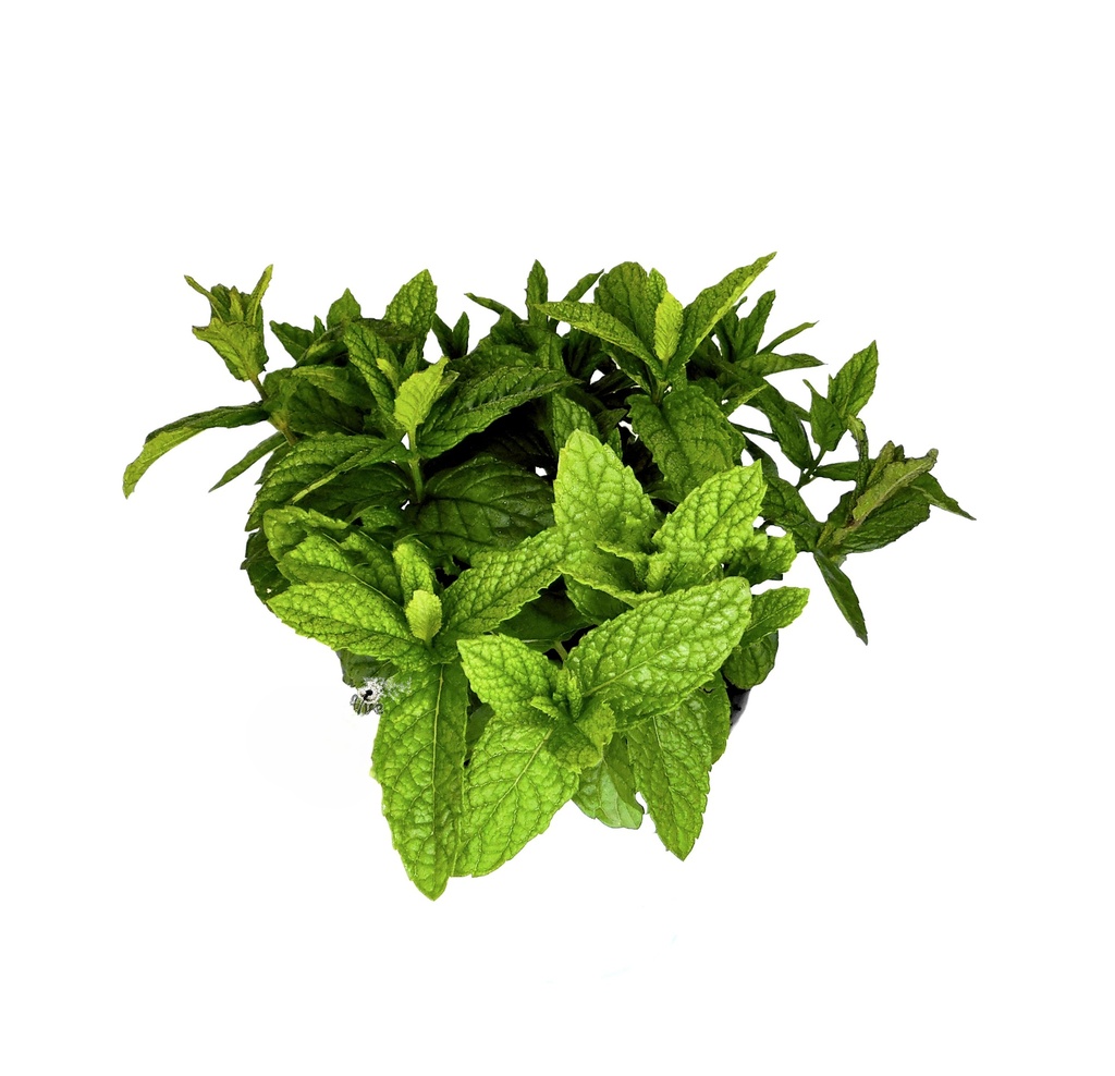 Menta Mentha Spitaca (Yerbabuena) ECO