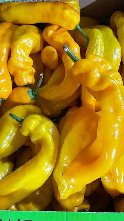 Pebrot Groc Italià ECO 
